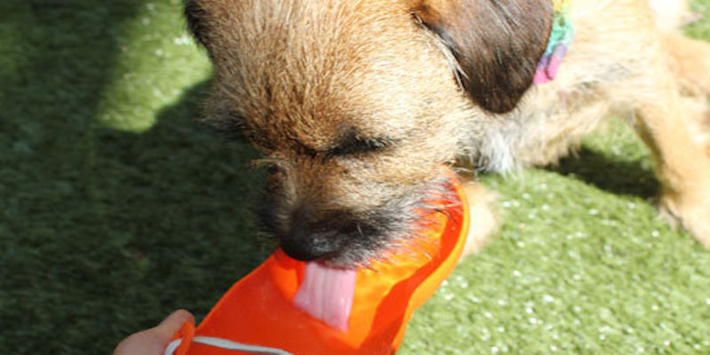 Dog Water Bowl Portable